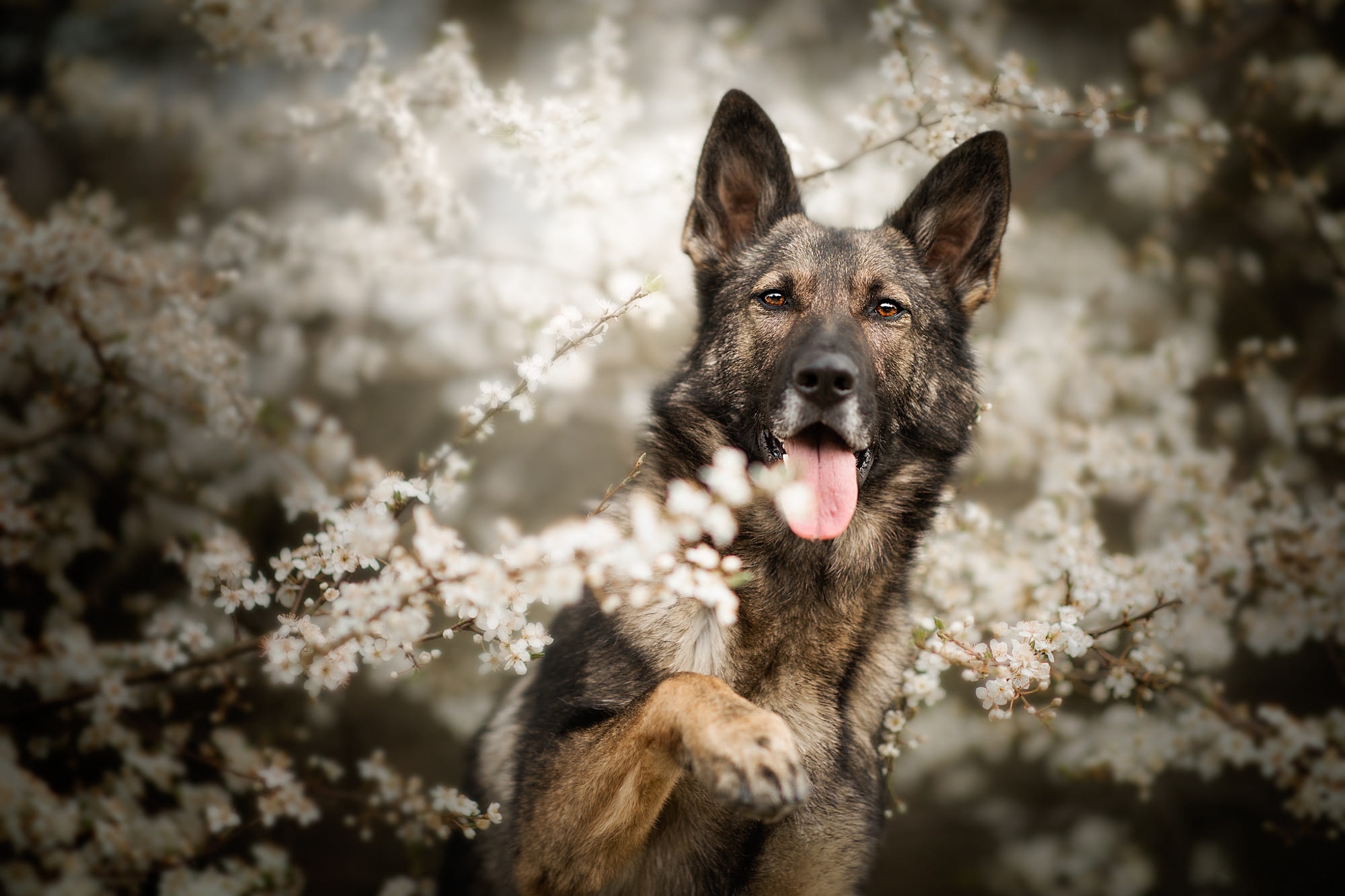 собака взгляд (2)